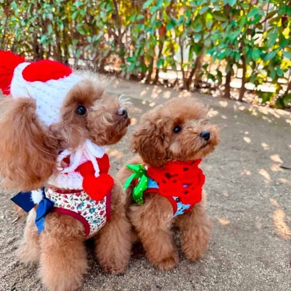 @alhambra_poodle y @acuarela_poodle